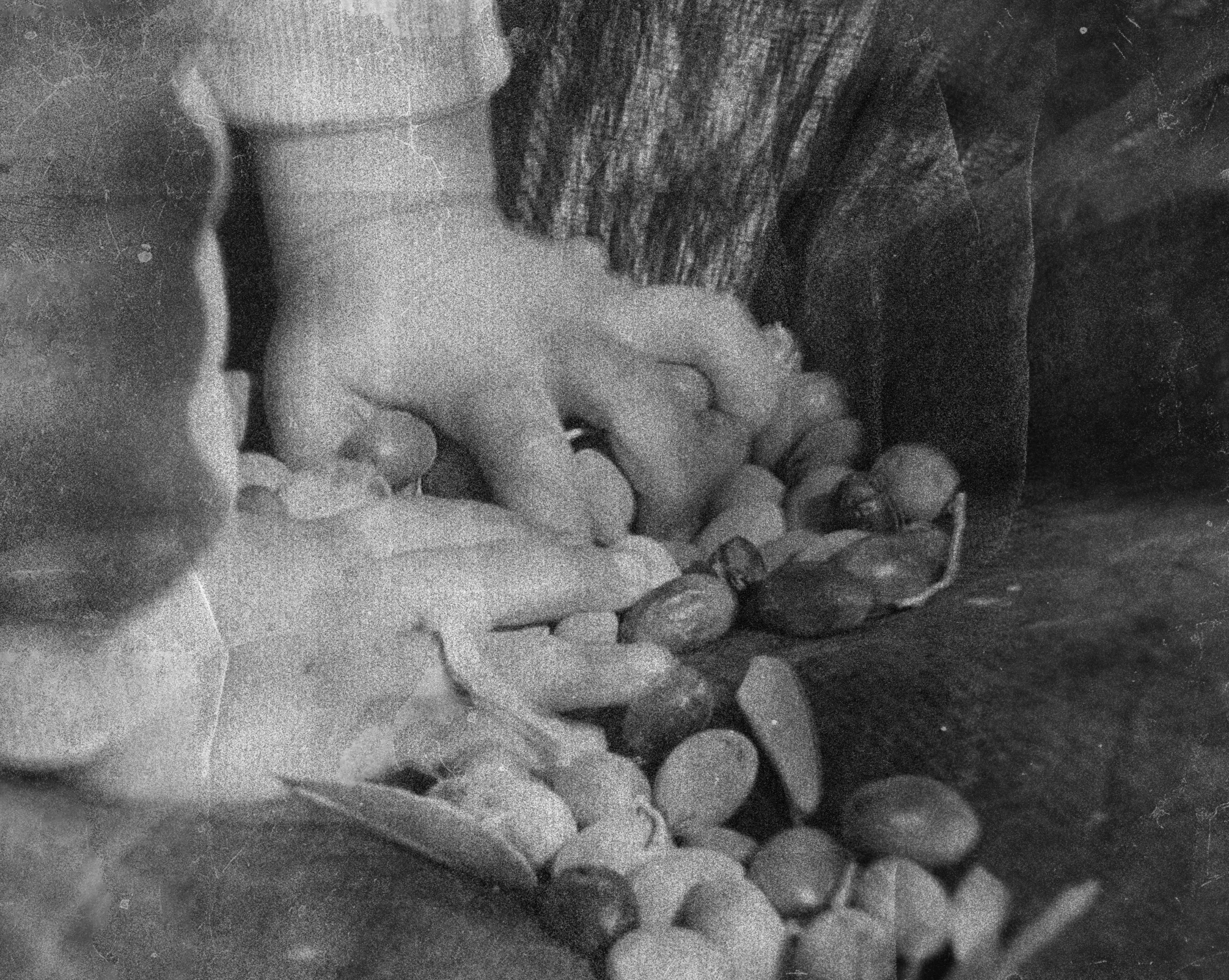 Hands sorting freshly picked olives