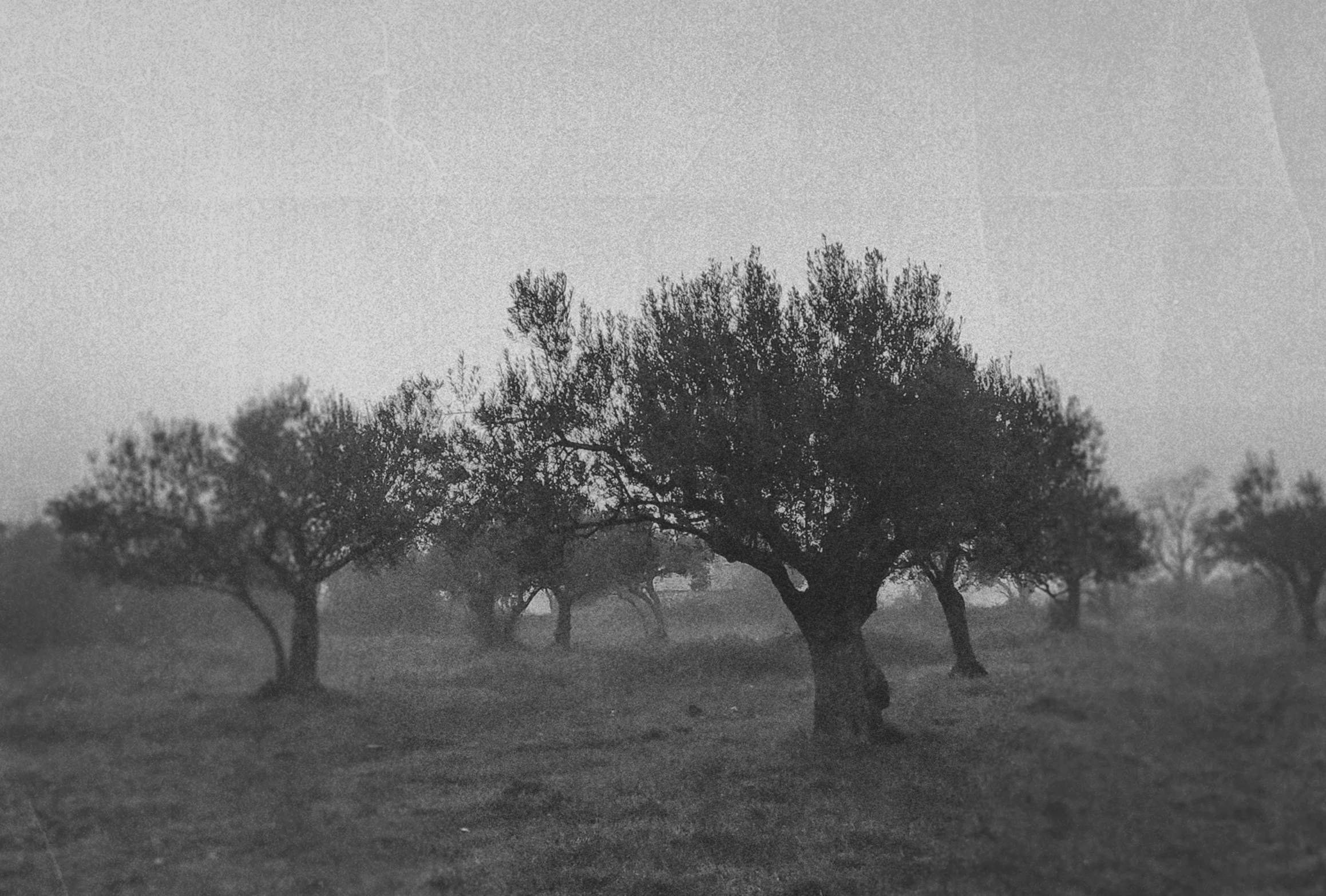 Olive grove in morning mist