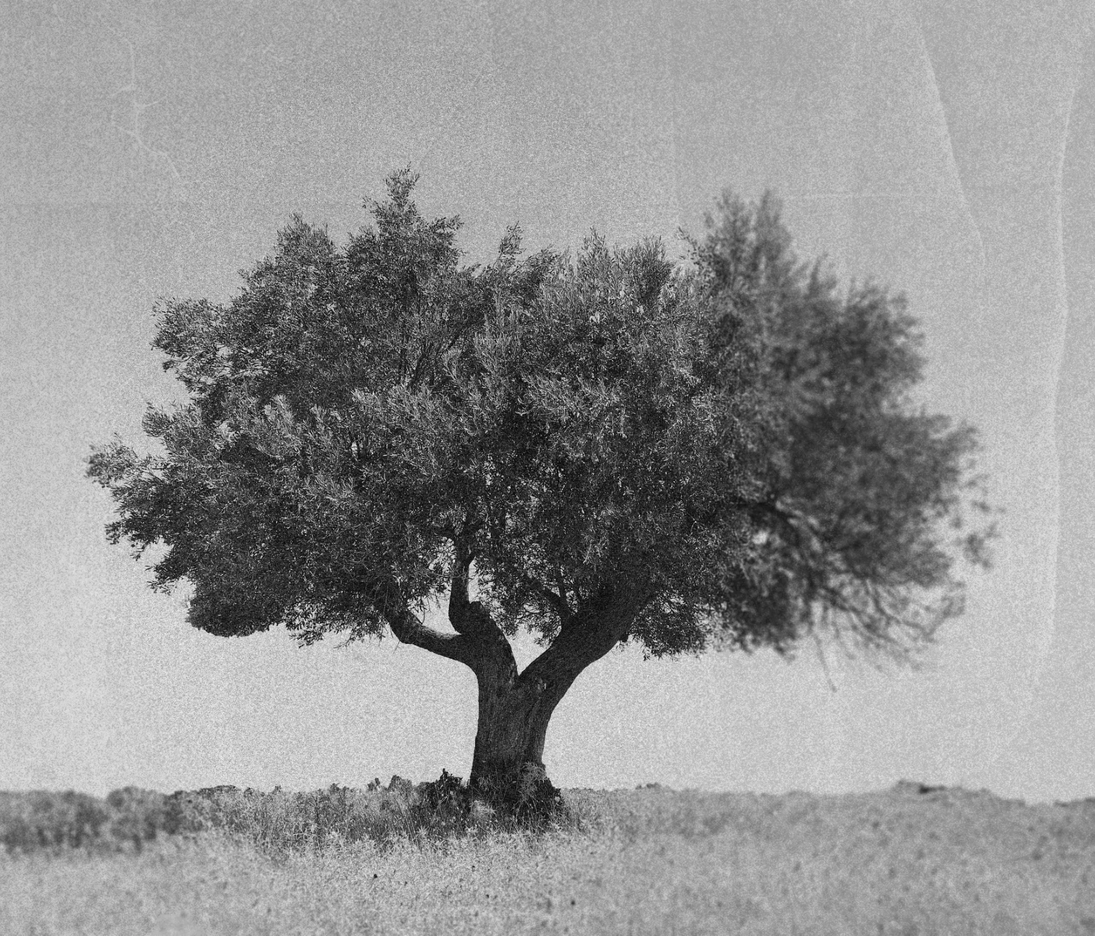 A lone olive tree in a field