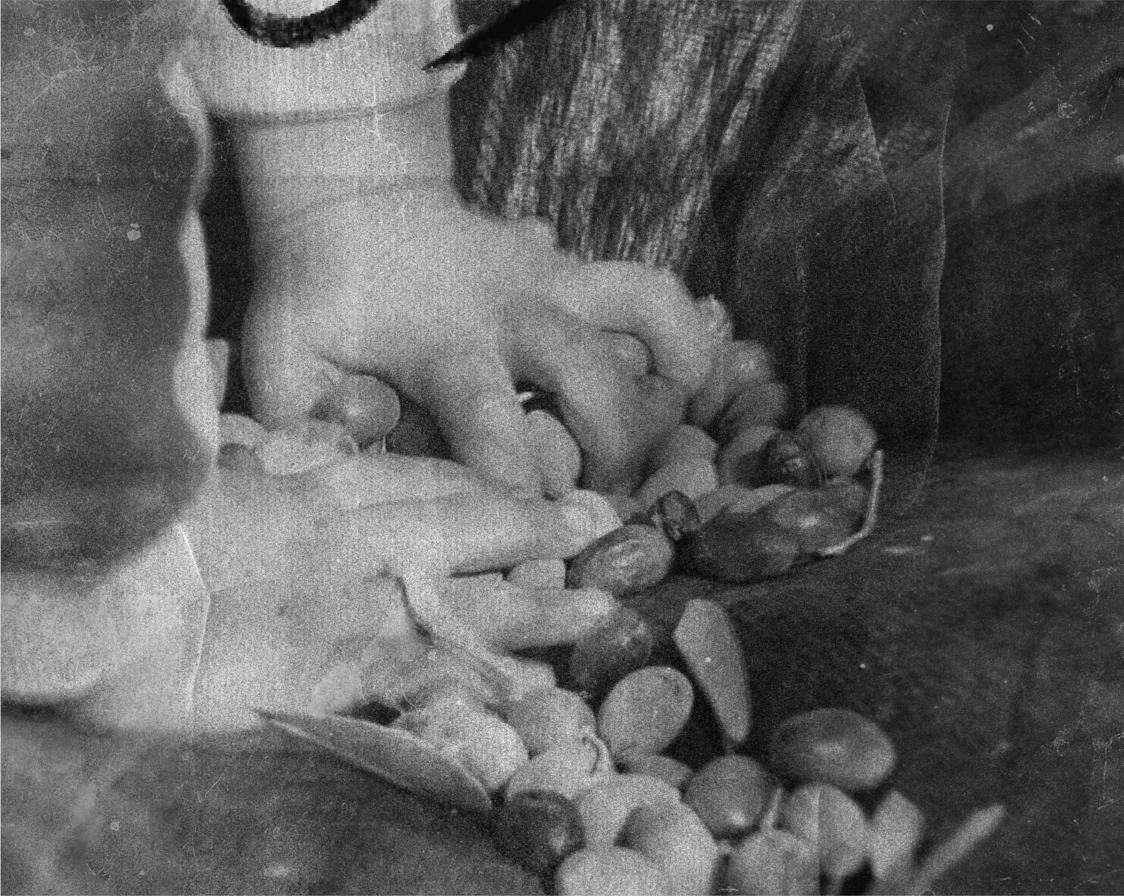 Hands sorting freshly picked olives