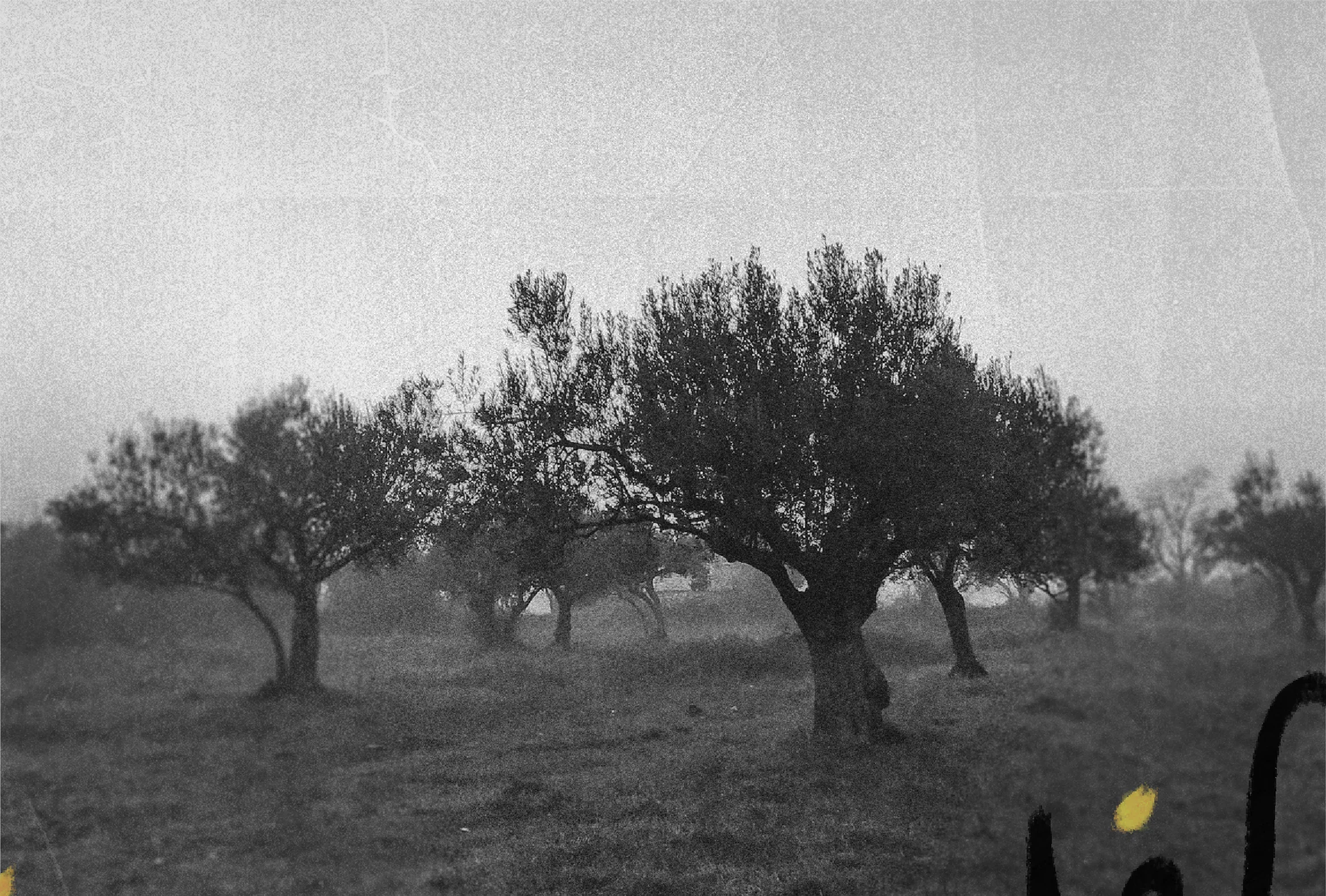 Olive grove in morning mist