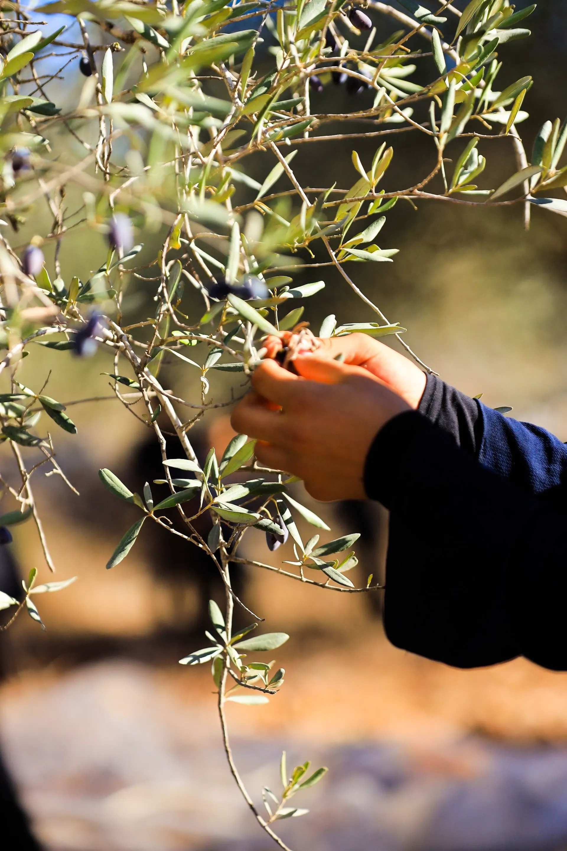 Hands picking olives from a branch at harvest